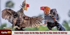 Cách huấn luyện gà đá