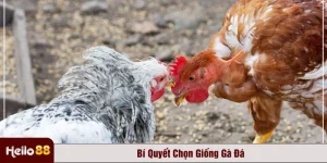 chọn giống gà đá